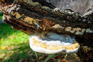 a typical mushroom growing on old stumps and old trees © petrovval