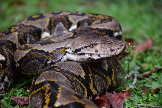 Python Snake  A python is a large reptile that slithers on the ground  Reticulated python