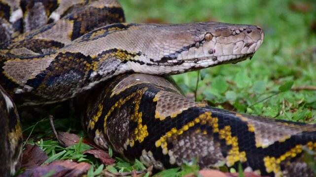 Python Snake  A python is a large reptile that slithers on the ground  Reticulated python