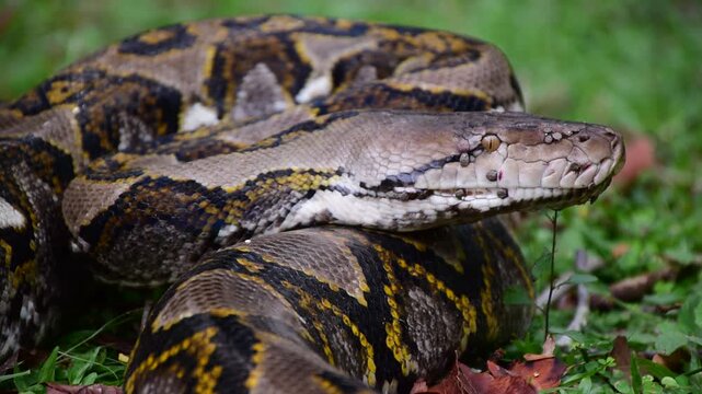 Python Snake  A python is a large reptile that slithers on the ground  Reticulated python