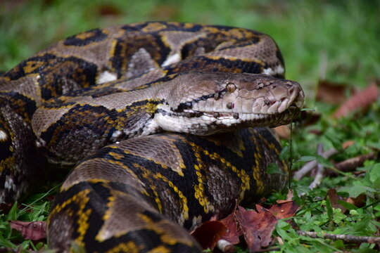 Python Snake  A python is a large reptile that slithers on the ground  Reticulated python