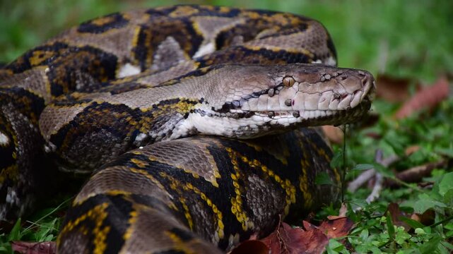 Python Snake  A python is a large reptile that slithers on the ground  Reticulated python