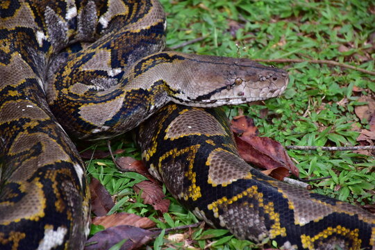 Python Snake  A python is a large reptile that slithers on the ground  Reticulated python
