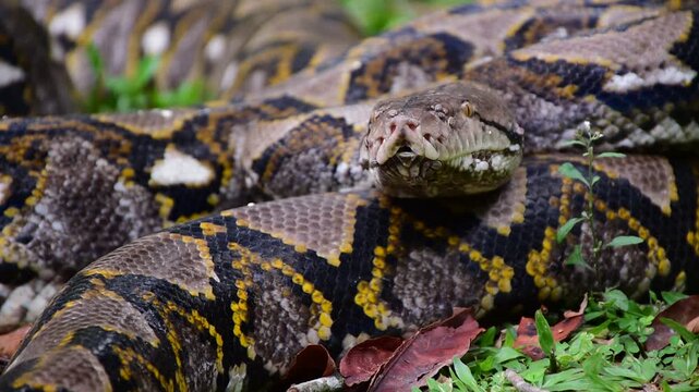 Python Snake  A python is a large reptile that slithers on the ground  Reticulated python