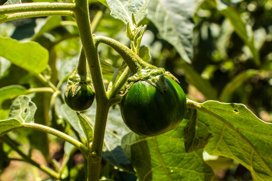 Close-up of fresh green jilo fruits, also known as scarlet eggplant, ripening on the bush inside a local plantation. Cultivated in Brazil, South America.