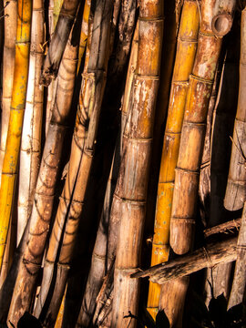 A close-up shot of dry, weathered bamboo stalks stacked vertically in Brazil, showing natural textures, patterns, and golden tones from the sunlight.