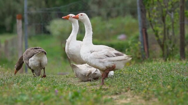 Domestic white geese standing on green grass, farm birds in rural countryside landscape, group of white and brown geese grazing in a meadow
