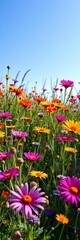 Obraz premium Colorful wildflower meadow beneath clear blue sky