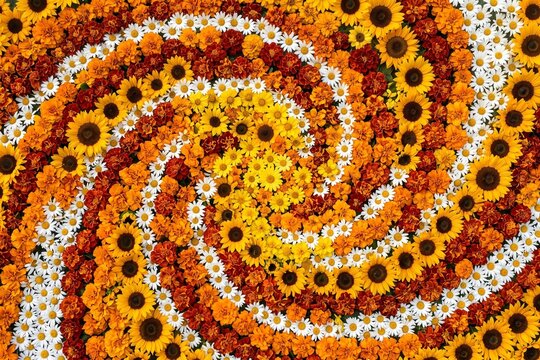 Vibrant floral spiral pattern with sunflowers and daisies, autumn flower arrangement background, colorful botanical swirl texture for seasonal decor
