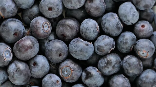 Macro Top Down View of Fresh Organic Ripe Blueberries Background Texture for Healthy Food and Nutrition Concept