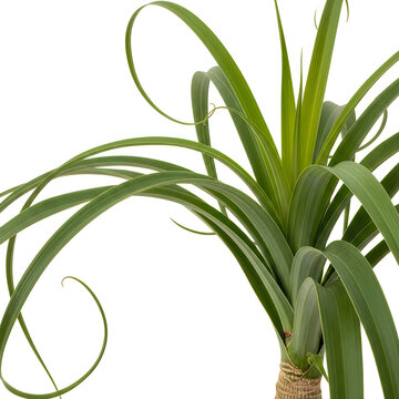 Green curly leaf plant with long arching leaves