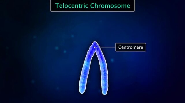 Scientific illustration of a telocentric chromosome with its centromere positioned at the terminal end.