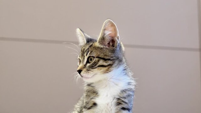 Cute tabby kitten looking around with curiosity close up. This is an adorable small domestic baby kitty with big expressive eyes. Lovely furry pet turning head on a kitchen floor. Beautiful animal. 