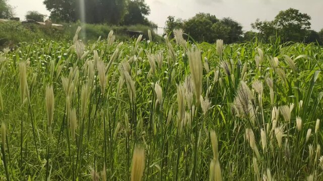 Flowering wild foxtail barley grass (Hordeum or Setaria species) featuring slender, feathery green spikelets and prominent awns, close up footage