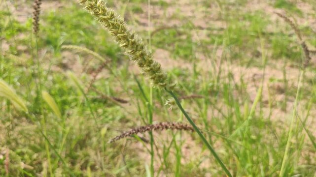 Wild Setaria verticillata (Bristly foxtail) thorny flowers, hooked Bristlegrass flowers, close up footage
