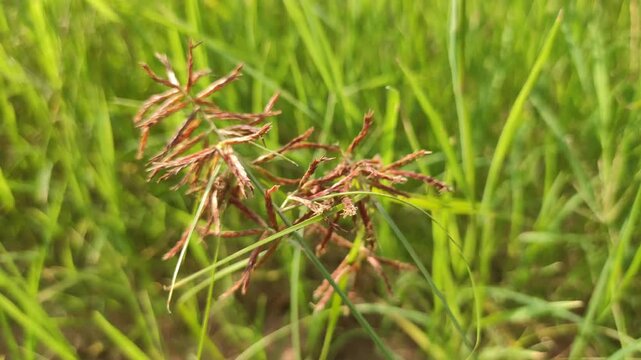 Blossoming flowers of Motha grass (Cyperus rotundus), also known as purple nutsedge or nut grass, close up footage