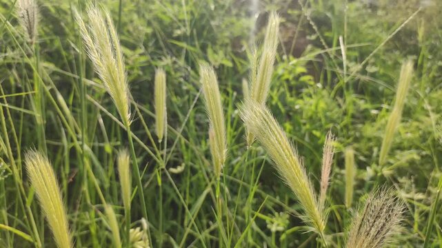 Flowering wild foxtail barley grass (Hordeum or Setaria species) featuring slender, feathery green spikelets and prominent awns, close up footage