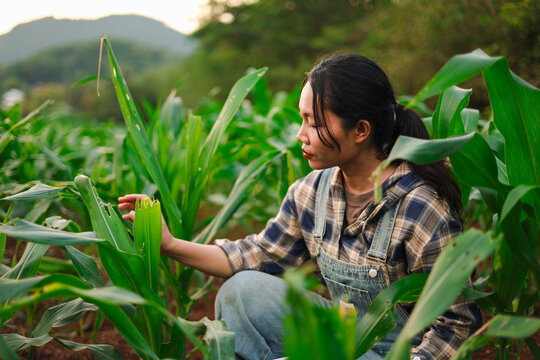 Female farmer using a tablet to monitor crops in a green cornfield, highlighting smart farming, agricultural technology, sustainable agriculture, crop management, and modern rural productivity.