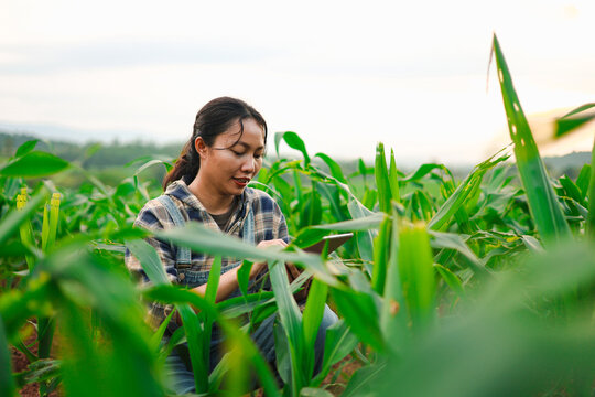 Female farmer using a tablet to monitor crops in a green cornfield, highlighting smart farming, agricultural technology, sustainable agriculture, crop management, and modern rural productivity.