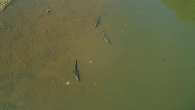 Large crocodiles swimming in murky river water of Costa Rica Tarcoles