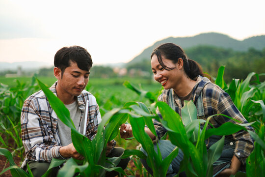 Young farmers using tablets to inspect corn crops in a green field, showcasing smart farming, agricultural technology, digital crop monitoring, sustainable agriculture, and rural innovation.