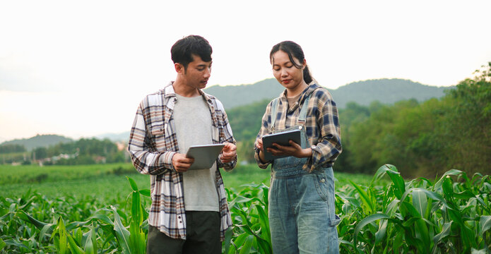 Young farmers using tablets to inspect corn crops in a green field, showcasing smart farming, agricultural technology, digital crop monitoring, sustainable agriculture, and rural innovation.
