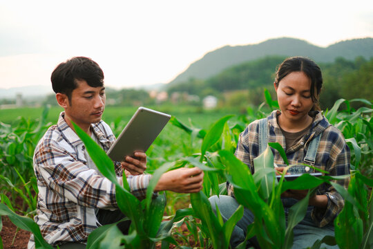 Young farmers using tablets to inspect corn crops in a green field, showcasing smart farming, agricultural technology, digital crop monitoring, sustainable agriculture, and rural innovation.