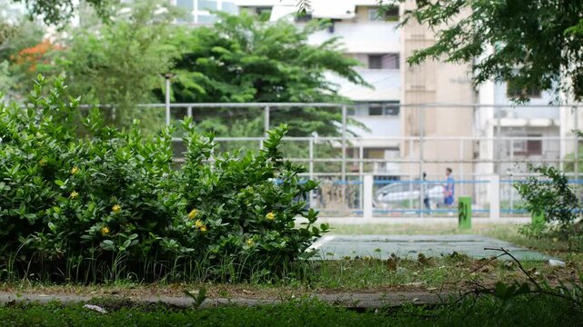 Green Schoolyard Framed by Trees with Distant Apartment Buildings and Fence