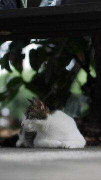 White and Tabby Cat Lying Under Bench Watching Through Foliage