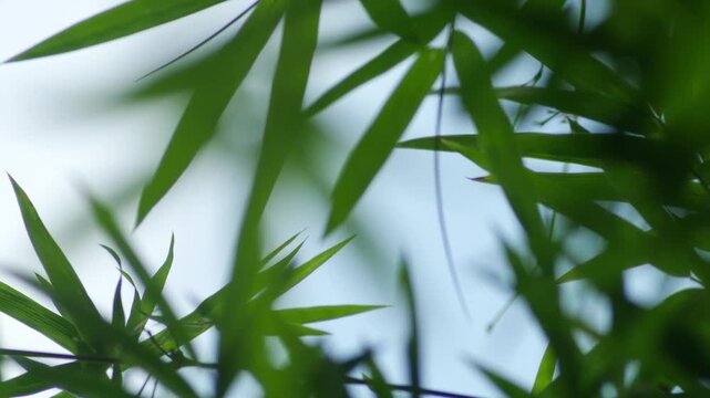 Bamboo Leaves Silhouetted Against Bright Overcast Sky