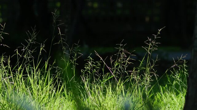 Backlit Grass Seed Heads Silhouetted Against Dark Shadowy Background