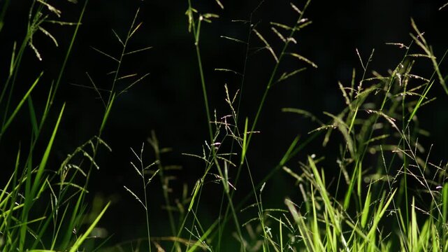 Backlit Grass Seed Heads Silhouetted Against Dark Shadowy Background