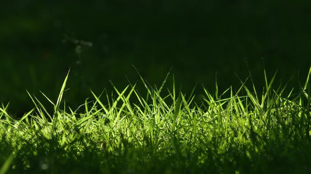 Close-Up of Sunlit Green Grass Blades with Dark Shadow Contrast
