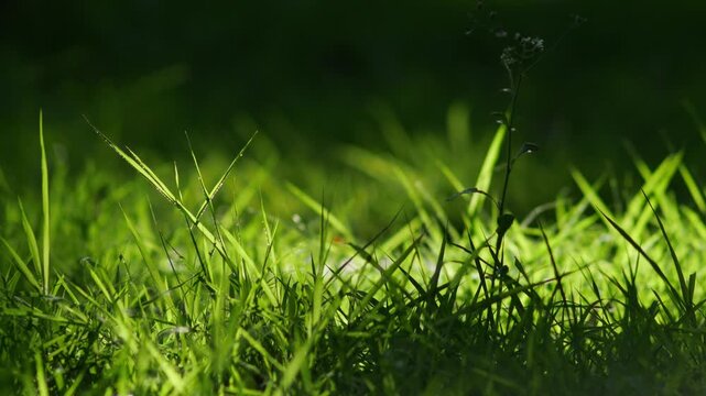 Close-Up of Sunlit Green Grass Blades with Dark Shadow Contrast