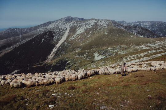 A flock of sheep grazing in the Parang mountain region of Romania.