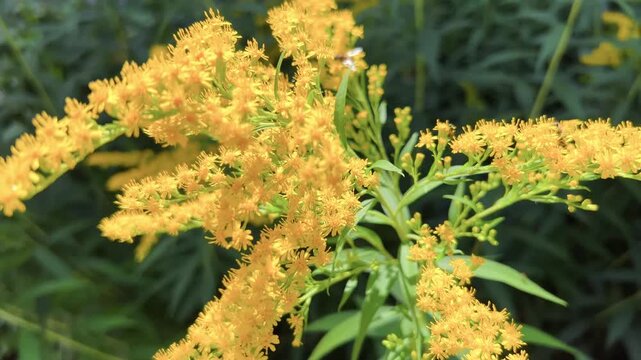 Small pollinating insect moves across yellow wildflower clusters among green summer foliage