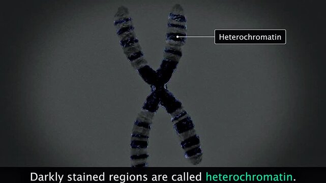 Scientific illustration of heterochromatin showing tightly packed DNA, gene silencing, and nuclear organization.