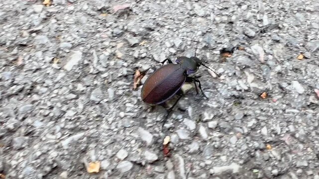 Dark ground beetle crawls across rough gray asphalt in close outdoor view