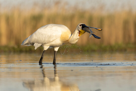 Eurasian Spoonbill, Platalea leucorodia