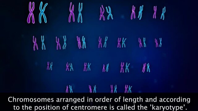 Scientific illustration of a karyotype showing chromosomes arranged in homologous pairs for genetic analysis.