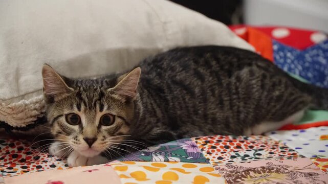 Cute tabby kitten hunting with dilating and constricting pupils close up. This is a small domestic cat crouching on a colorful blanket before pounce. Lovely playful furry pet playing active games. 