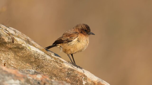 A female buff-streaked chat (Oenanthe bifasciata) perched on a rock, South Africa