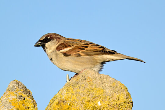 Haussperling // House sparrow (Passer domesticus) - Alicante, Spanien
