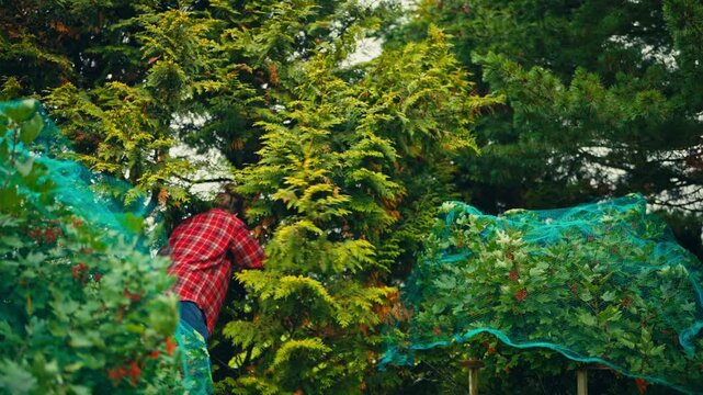 Man using loppers to prune a tree in rural Norway, cutting branches as part of outdoor garden and land maintenance