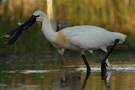 Eurasian Spoonbill, Platalea leucorodia