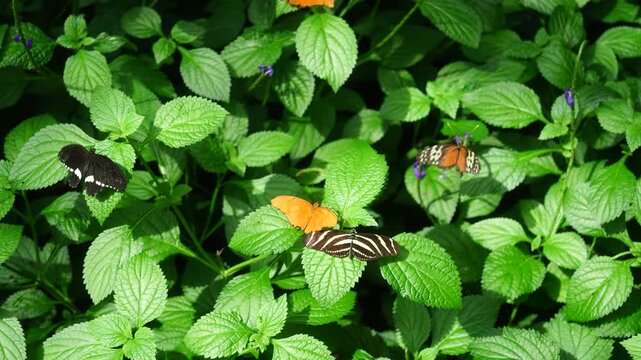 Four Different Tropical Butterfly Species Resting Together on Green Leaves