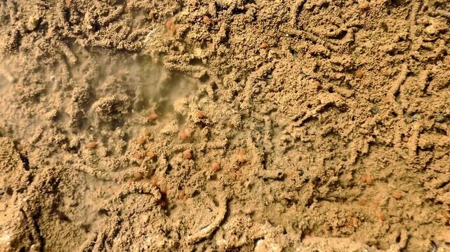 Tiny ostracods wriggle through shallow muddy puddle water above textured sediment