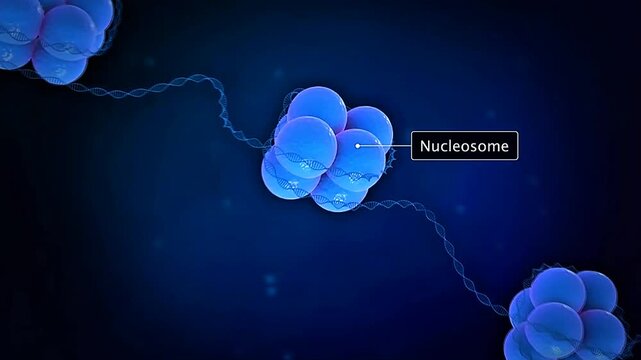 Scientific illustration of a nucleosome showing DNA wrapped around a histone protein core for packaging.