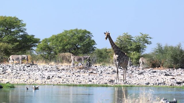 a giraffe approaches goas waterhole at etosha national park in namibia, africa