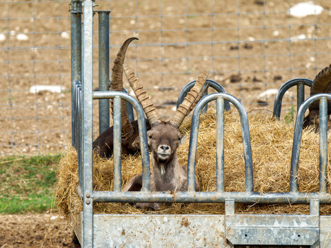 Mouflons d&rsquo;Arm&eacute;nie (Ovis gmelini) se nourrissant de foin dans un parc animalier